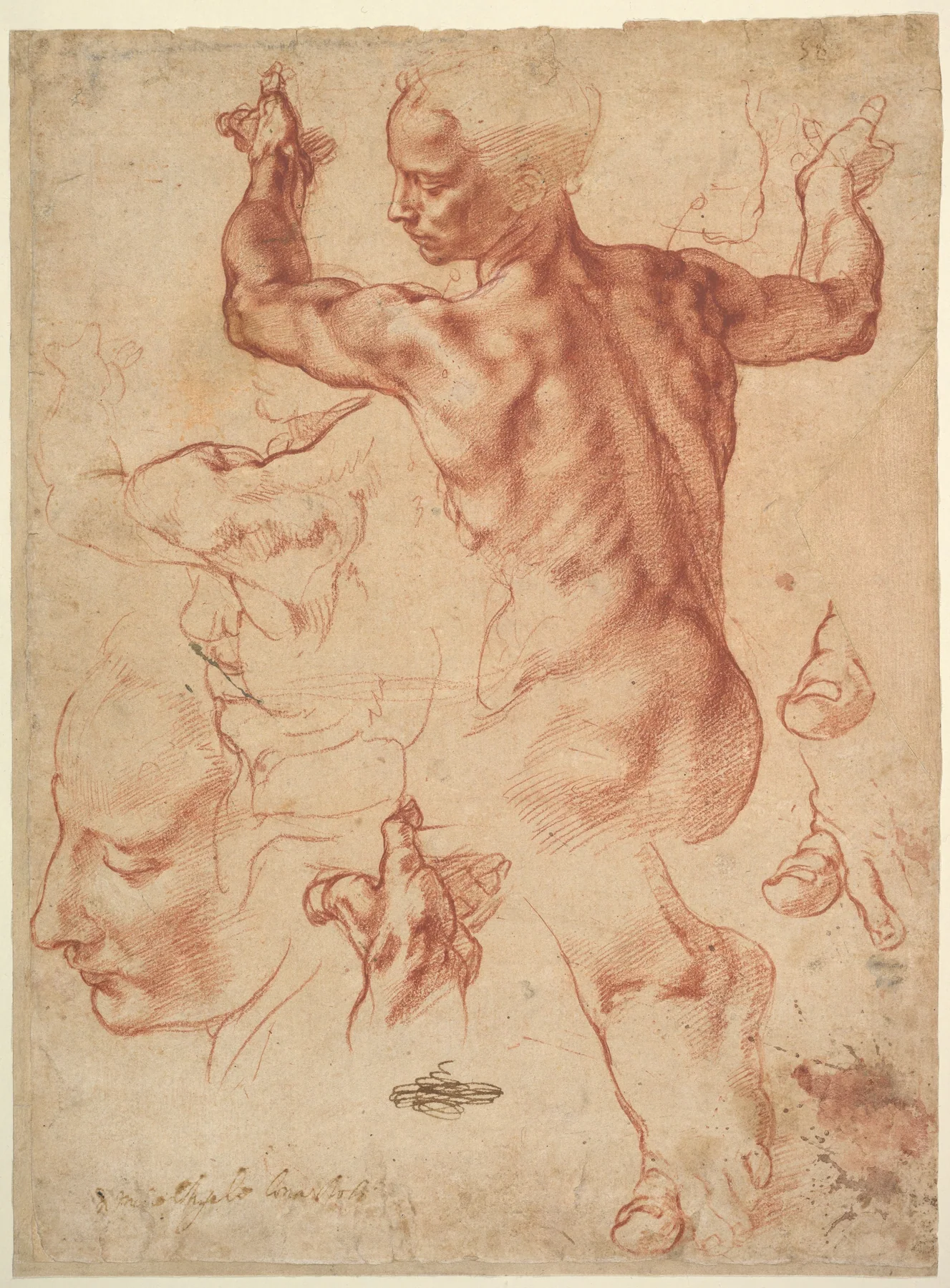Michelangelo'nun kırmızı tebeşir sayfasında arkadan görülen kaslı dönen figür ve ayrı baş, el ile ayak çalışmaları bulunuyor.