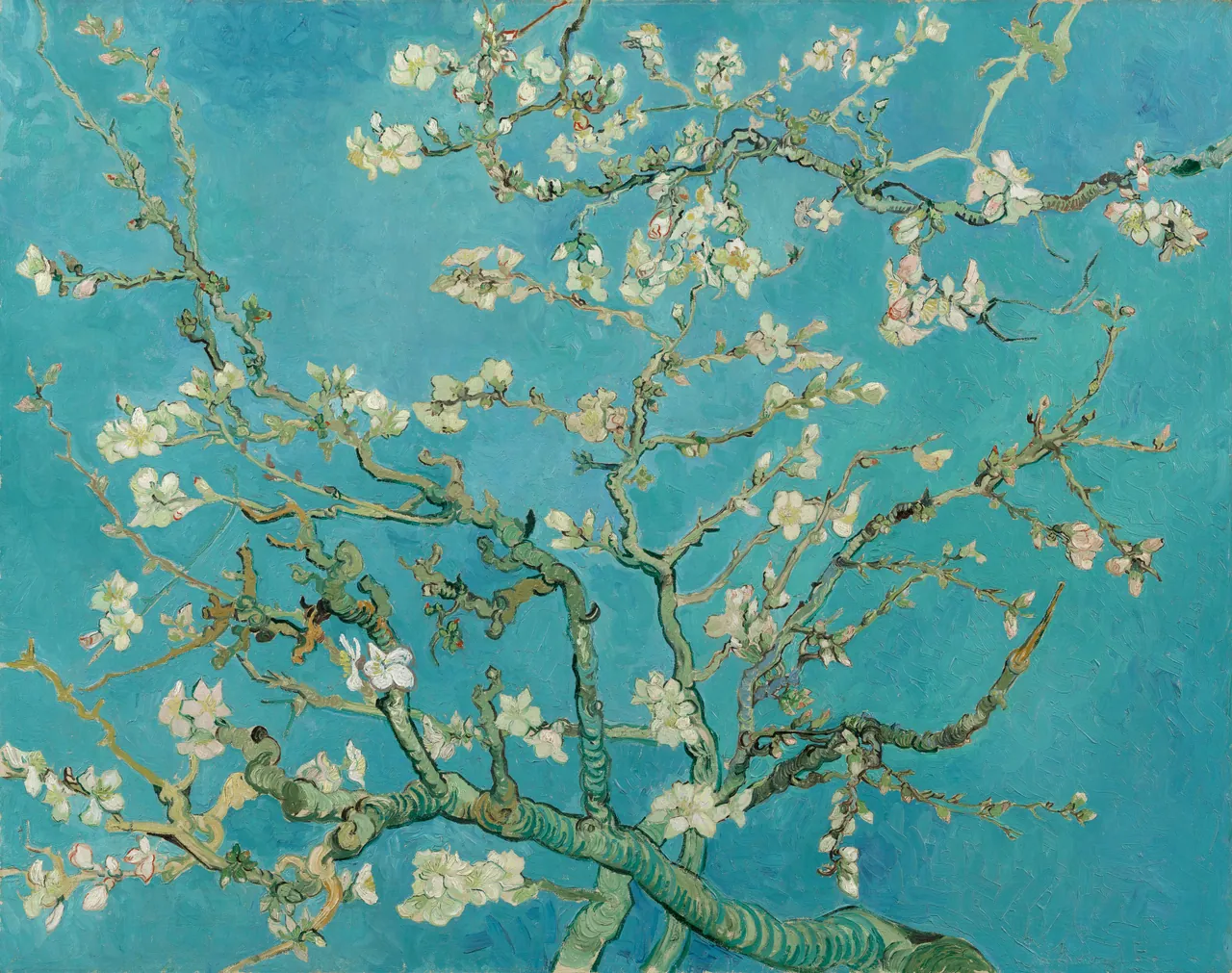 White almond blossoms sit along branching green-brown limbs against a blue sky, without a visible horizon.