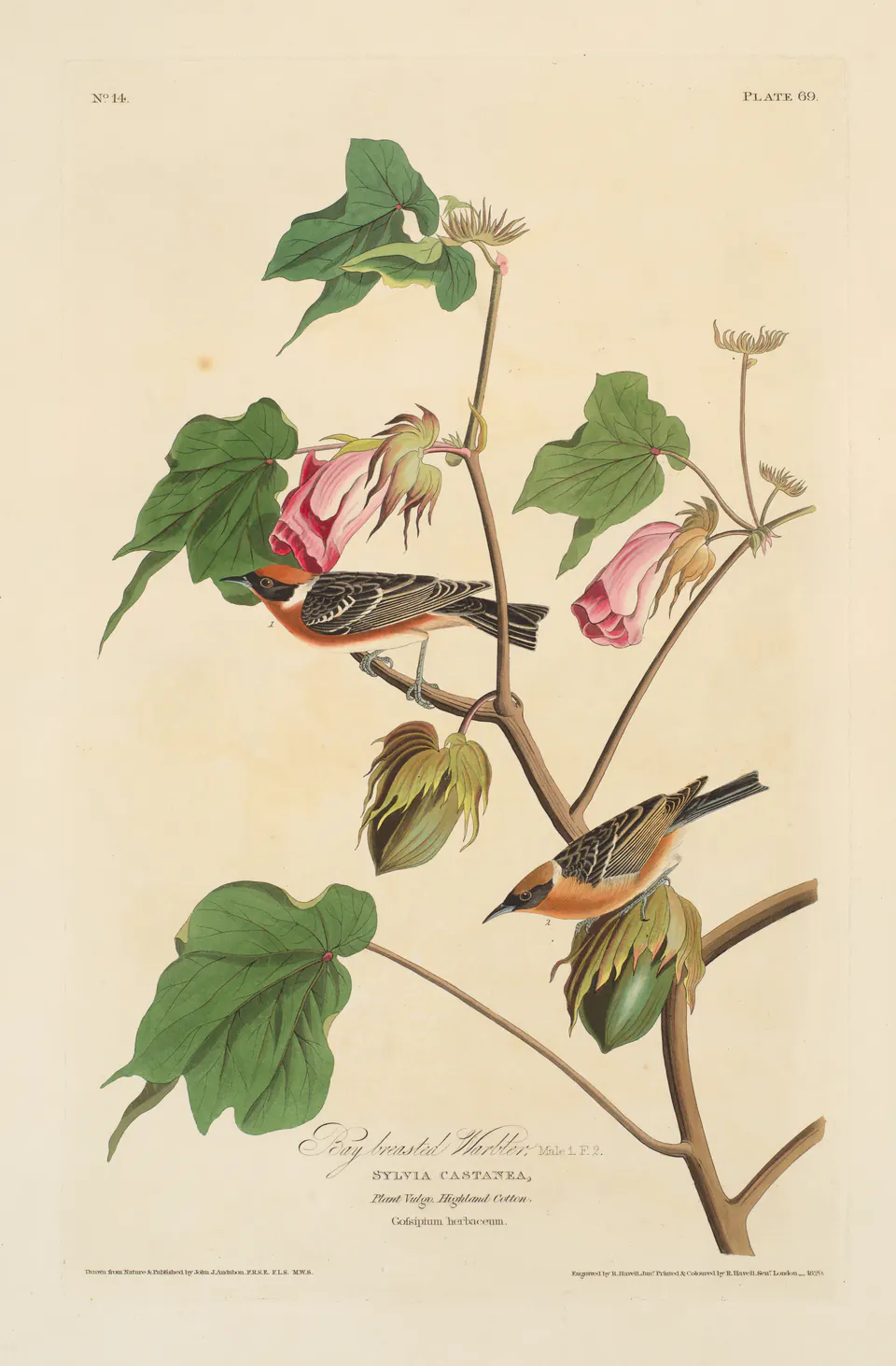 Bay-breasted warblers on a flowering branch in a hand-coloured Birds of America plate