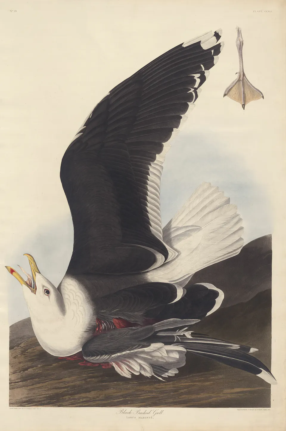 A black-backed gull above a coastal scene in a tall hand-coloured print after Audubon