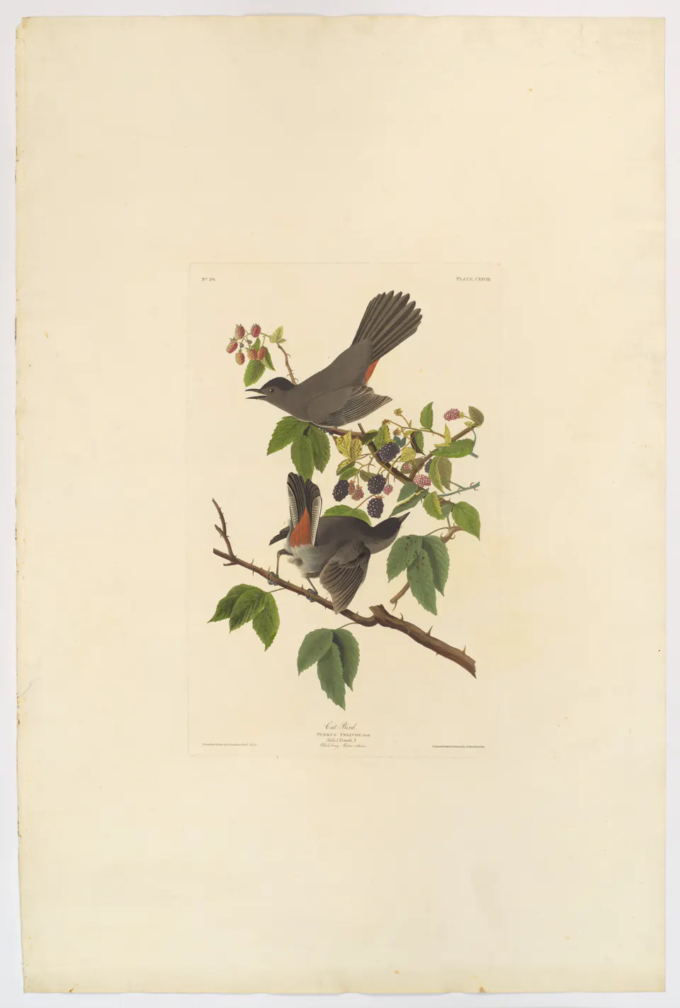 Gray catbirds on flowering branches in a hand-coloured Birds of America plate