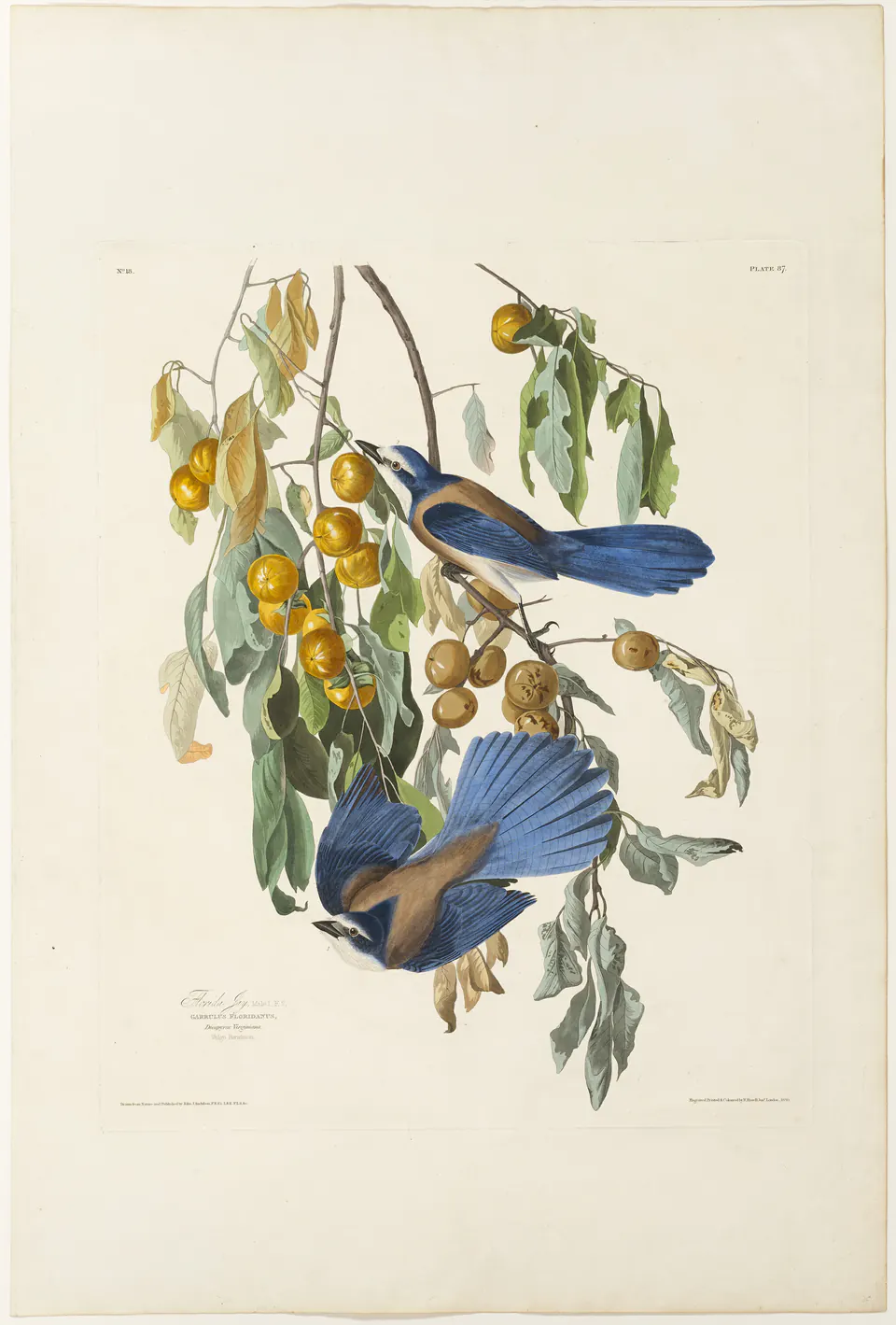 Florida jays among oak leaves in a hand-coloured engraving after Audubon
