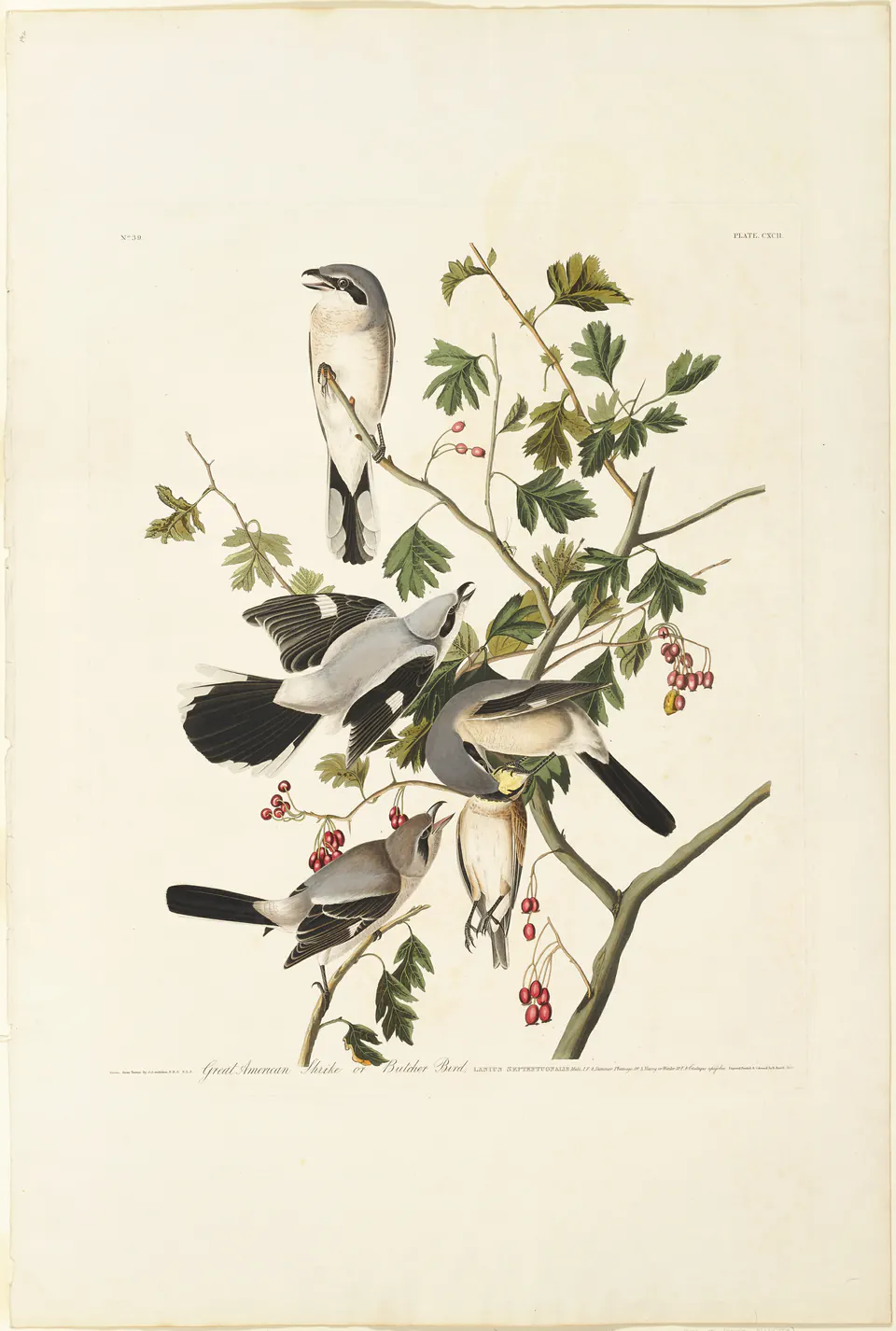 Great American shrikes perched among branches in a hand-coloured engraving after Audubon
