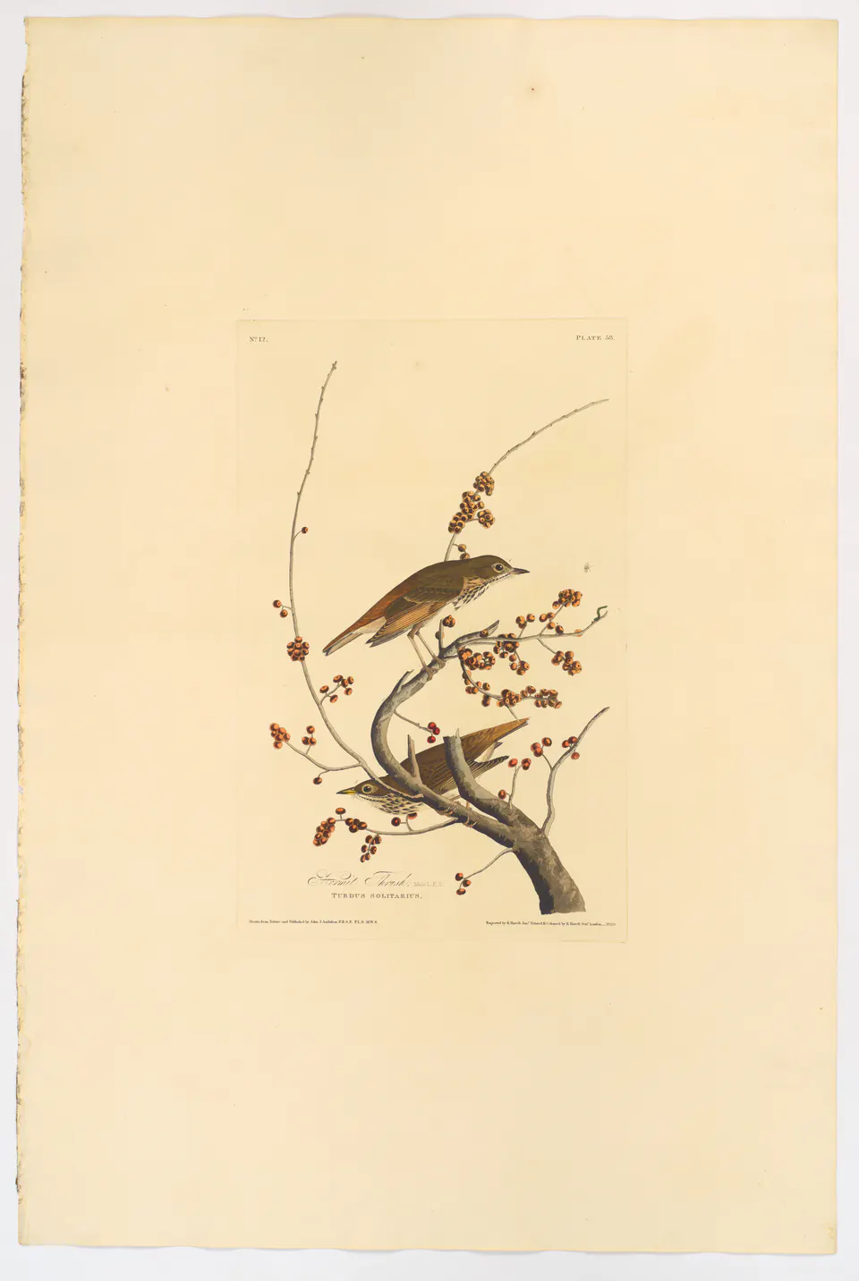 Two hermit thrushes among red berries in a hand-coloured Birds of America plate