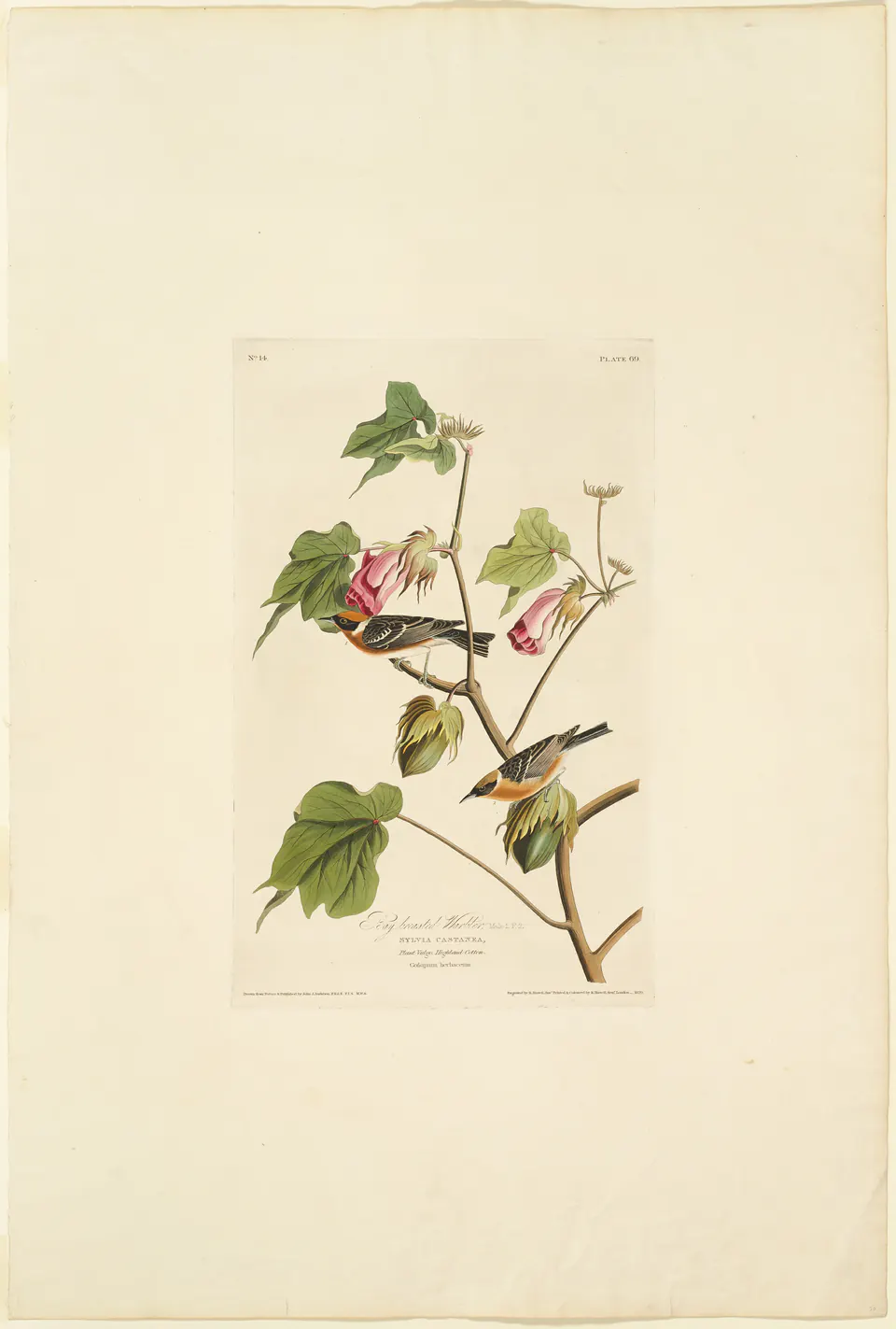 Bay-breasted warblers balanced on a flowering plant in a hand-coloured print after Audubon