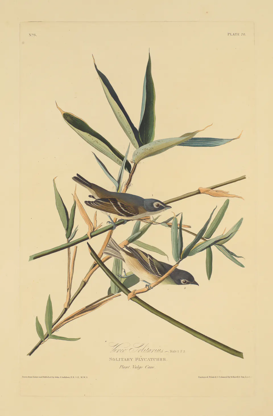 Blue-headed vireos perched on a plant in a hand-coloured Birds of America plate