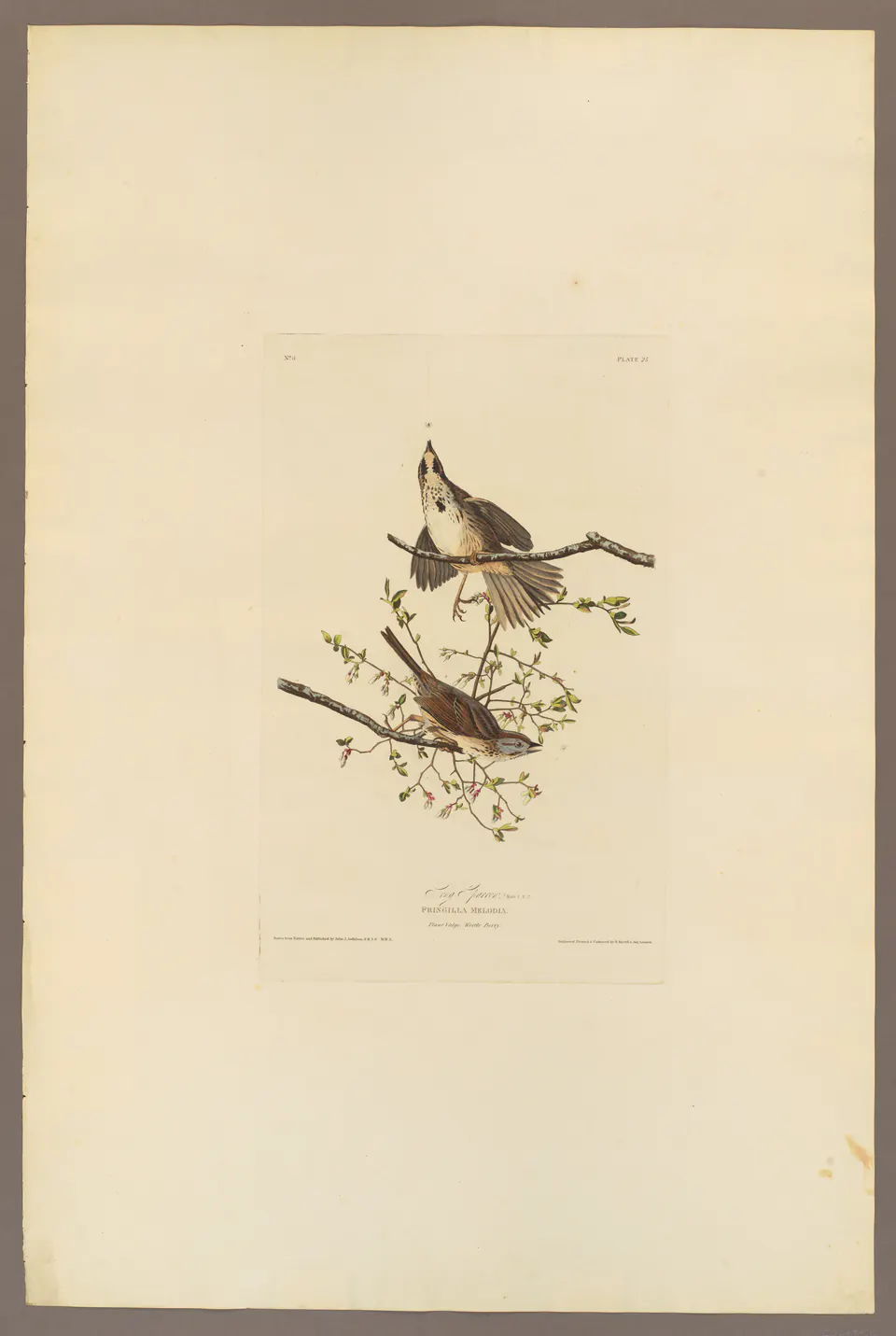 Song sparrows on a leafy plant in a hand-coloured Birds of America plate