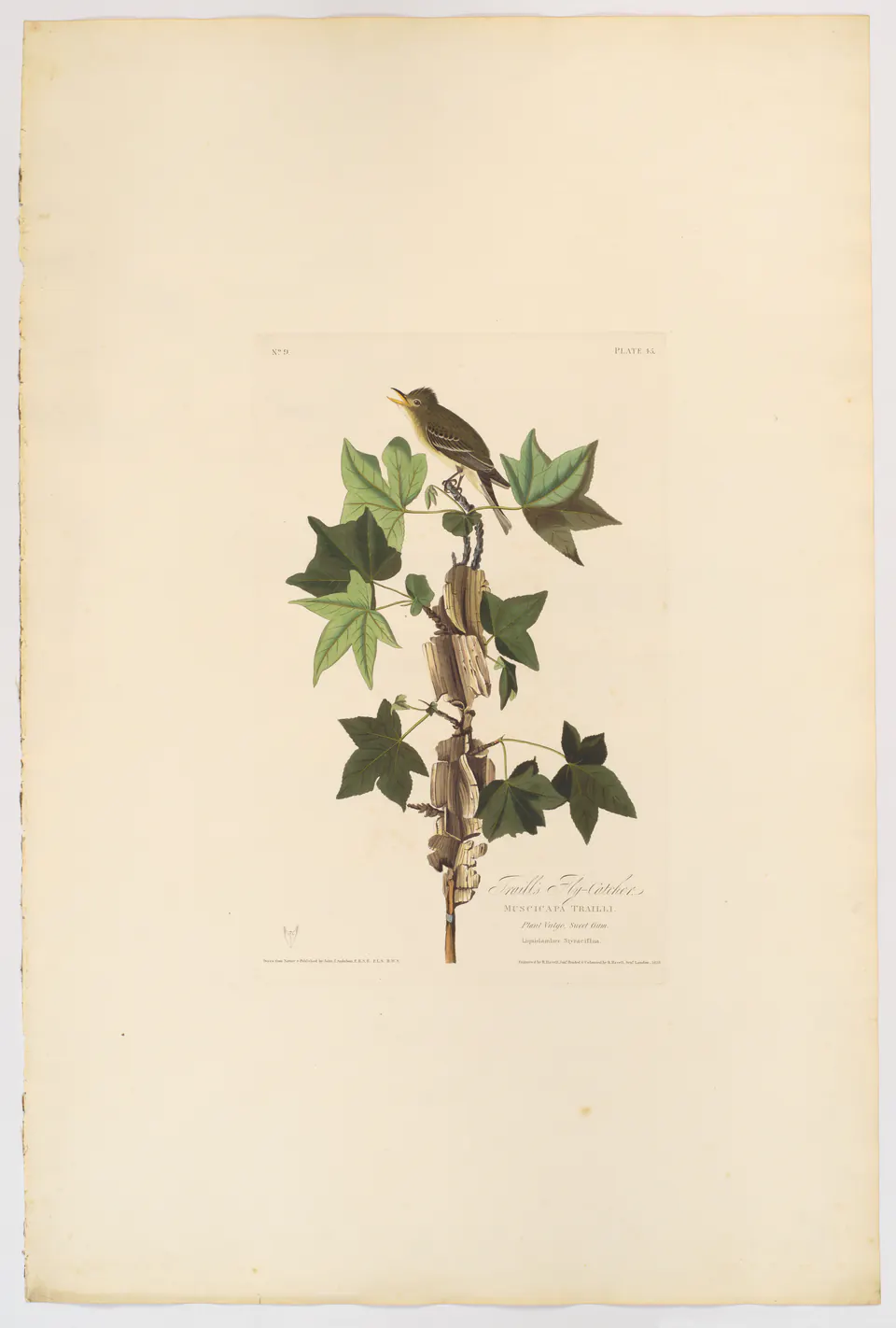 Willow flycatchers poised on branches in a hand-coloured Birds of America plate