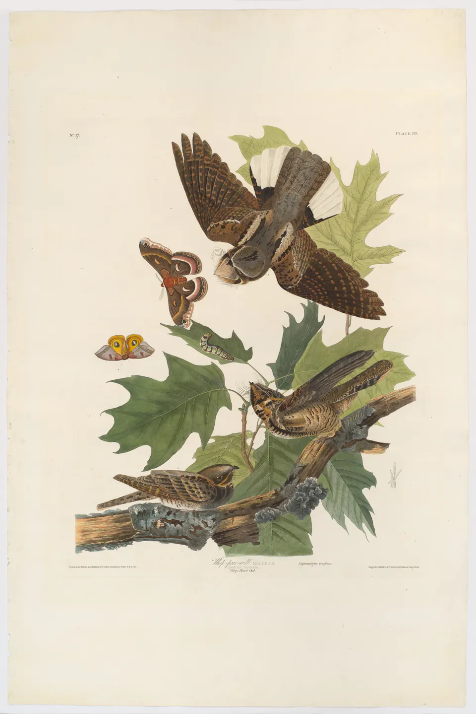 Eastern whip-poor-wills among dry leaves in a hand-coloured Birds of America plate