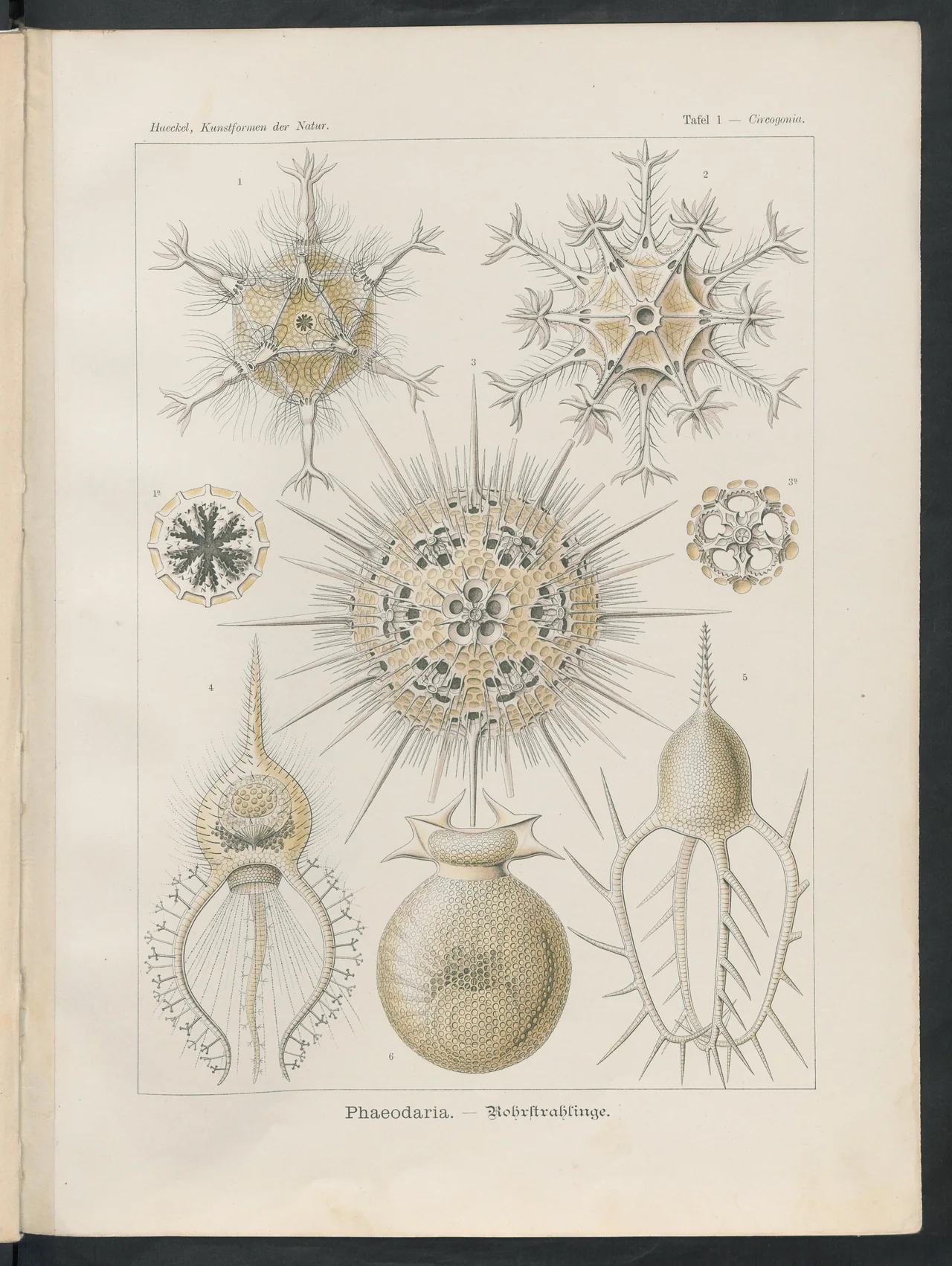 Delicate spiked and perforated microscopic forms, numbered individually, on Haeckel’s plate 1, Circogonia.
