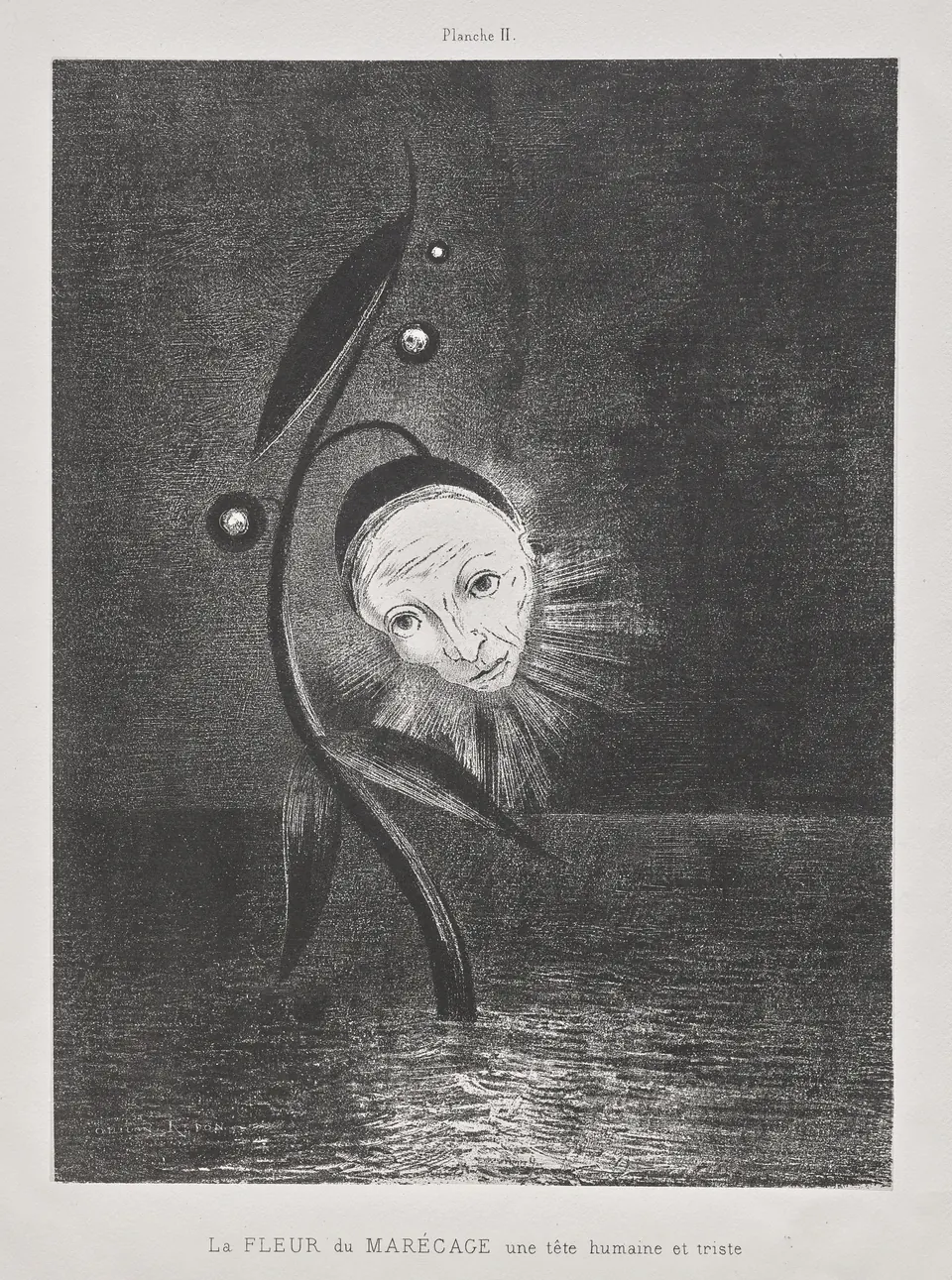 A mournful human head growing from a marsh flower in Homage to Goya