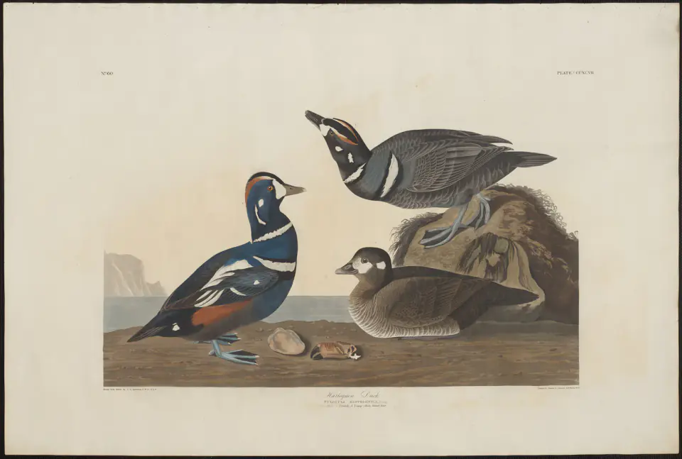 Three harlequin ducks standing beside a rocky shore in a hand-coloured Birds of America print after Audubon