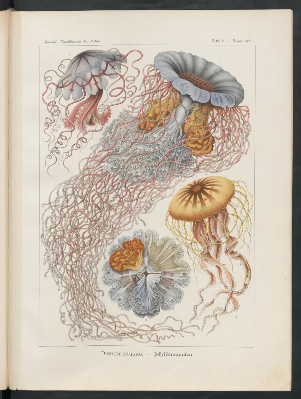 Blue and golden jellyfish with long curling tentacles on plate 8, Desmonema, in Haeckel’s Kunstformen der Natur.