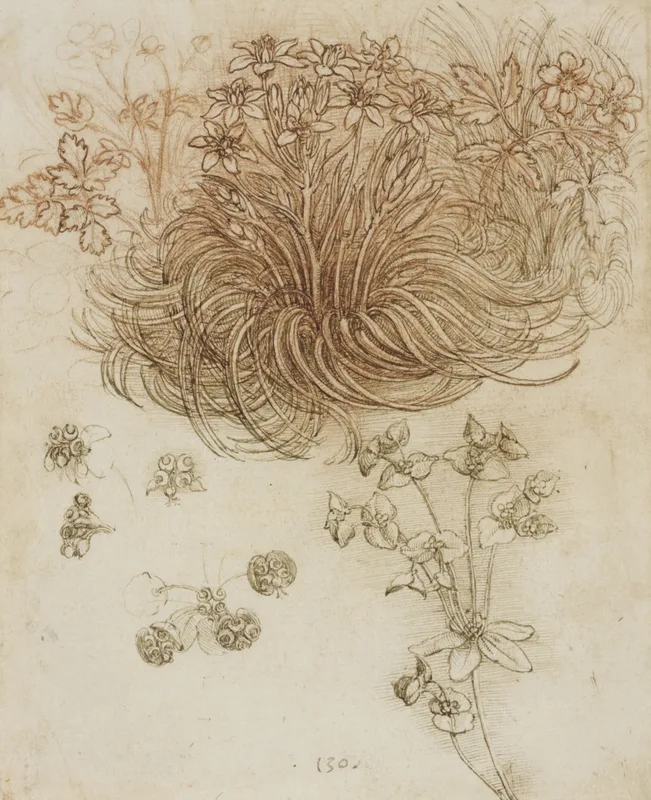 A Star of Bethlehem and Other Plants (c. 1506–1512) by Leonardo da Vinci — free 4K wallpaper